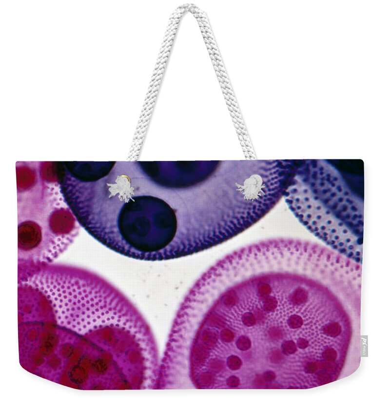 Vertical Weekender Tote Bag featuring the photograph Algae Volvox Lm by De Agostini Picture Library