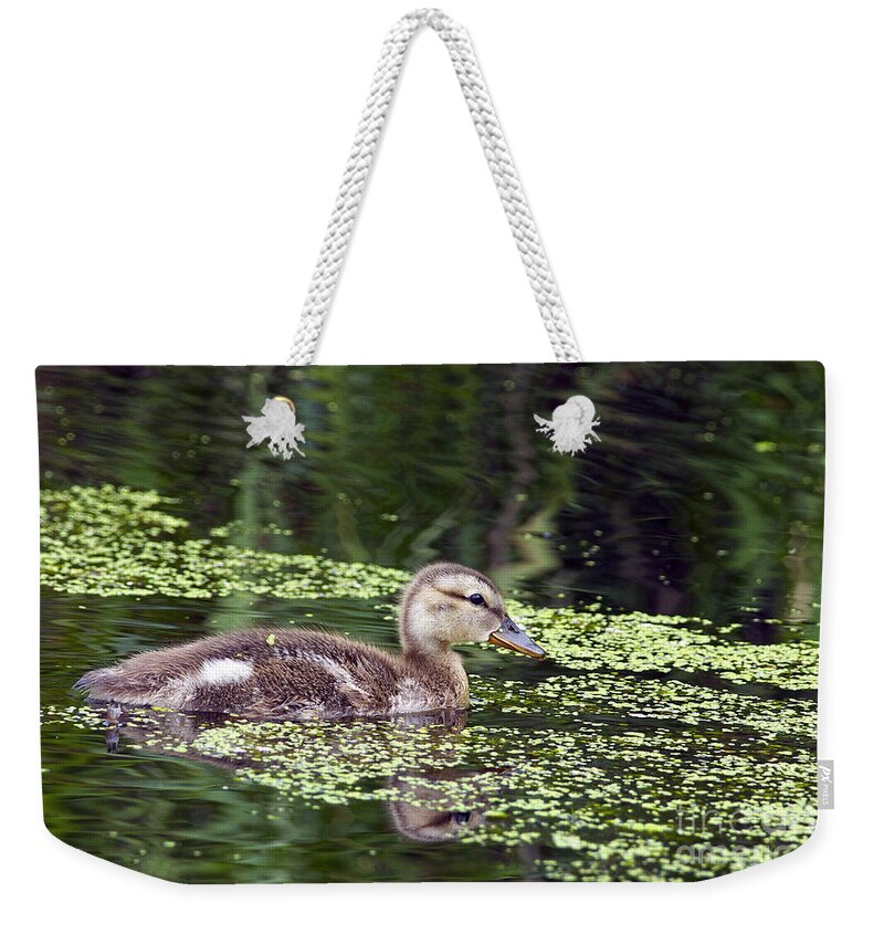 Mallard Weekender Tote Bag featuring the photograph All Alone by Sharon Talson