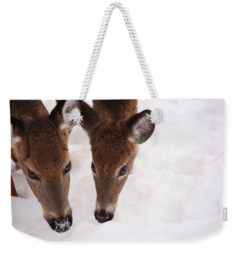 Deer Weekender Tote Bag featuring the photograph All Eyes On Me by Karol Livote