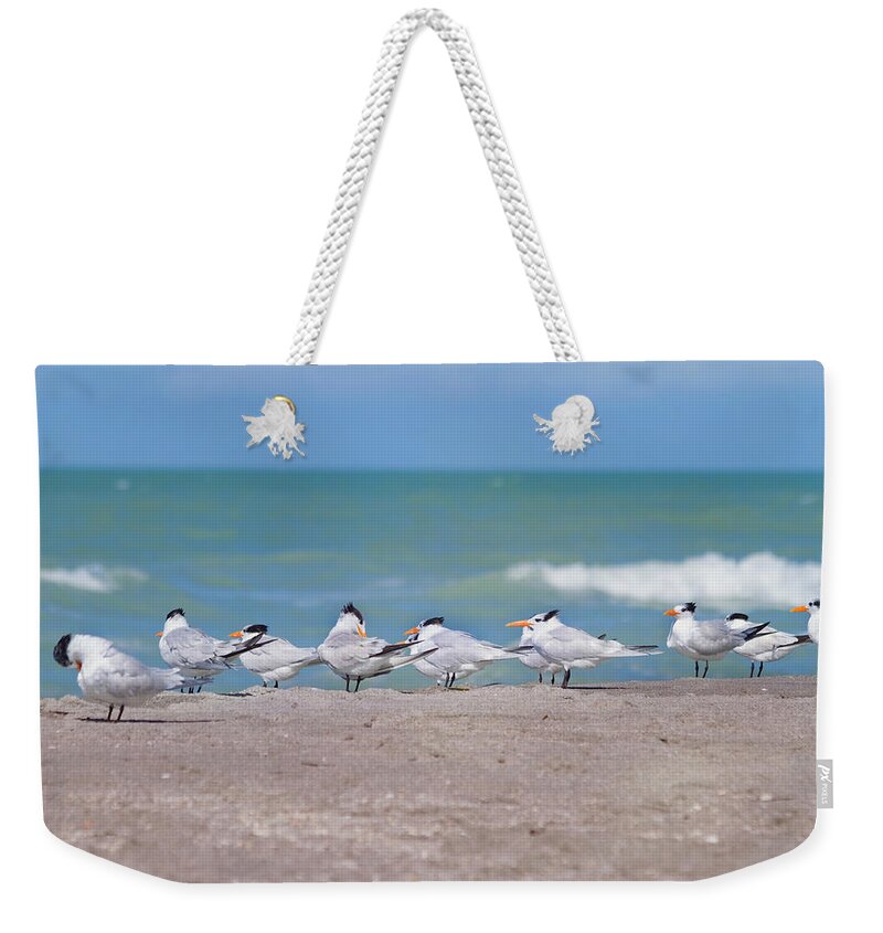 Tern Weekender Tote Bag featuring the photograph All In A Row by Kim Hojnacki