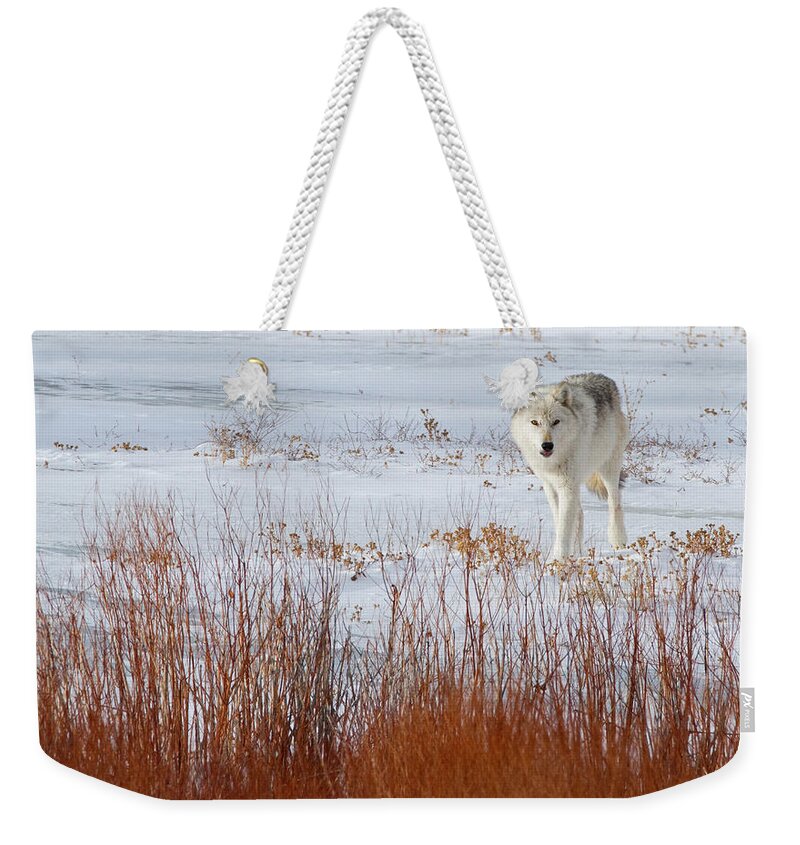 Wolf Weekender Tote Bag featuring the photograph Alpha Female and Willows by Max Waugh