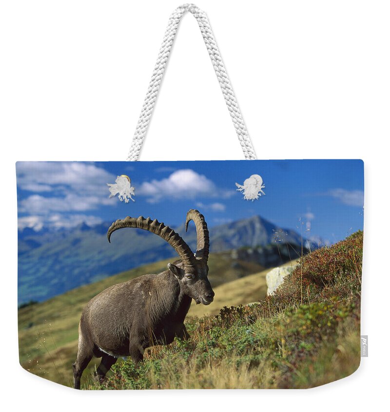 00198365 Weekender Tote Bag featuring the photograph Alpine Ibex Capra Ibex Male With Swiss by Konrad Wothe