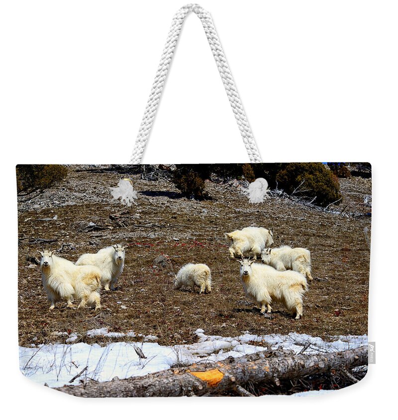 Mountain Goat Weekender Tote Bag featuring the photograph Alpine Mountain Goats by Greg Norrell