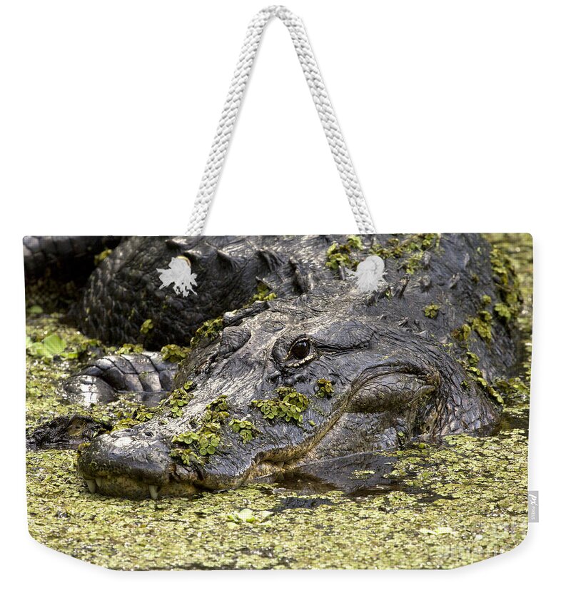 American Alligator Weekender Tote Bag featuring the photograph American Alligator Print by Meg Rousher