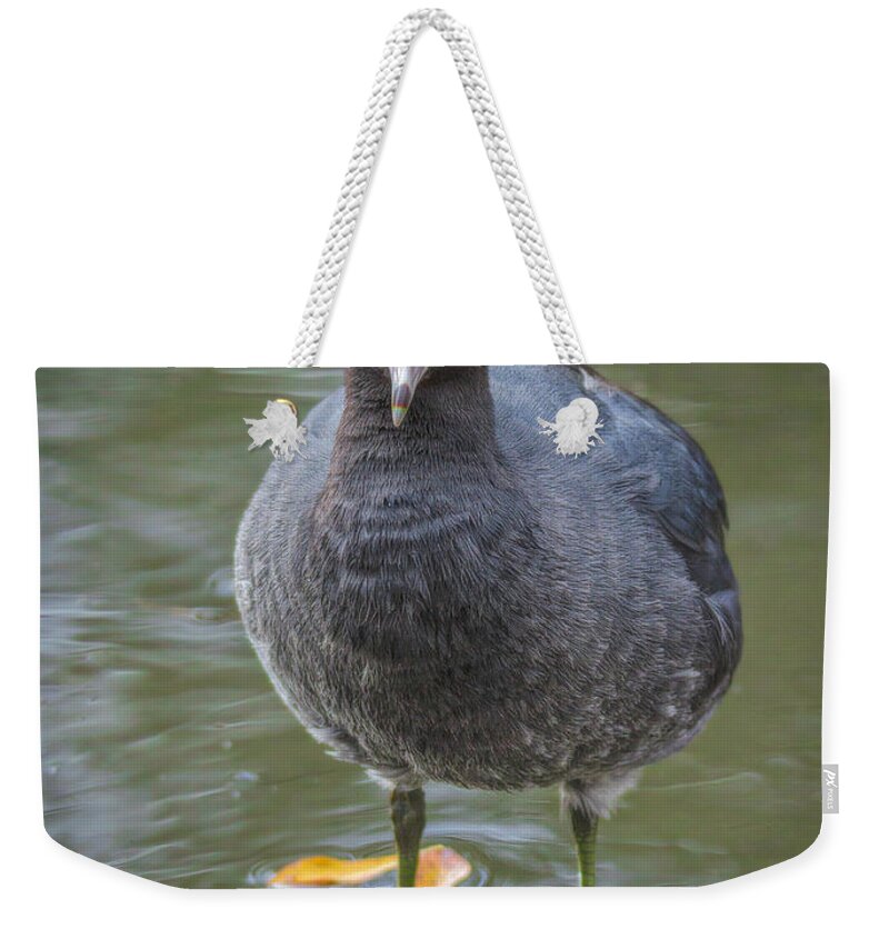 American Coot Weekender Tote Bag featuring the photograph American Coot Portrait by Mitch Shindelbower