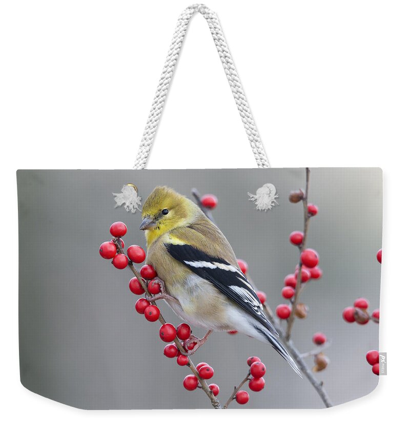 Scott Leslie Weekender Tote Bag featuring the photograph American Goldfinch In Winter by Scott Leslie