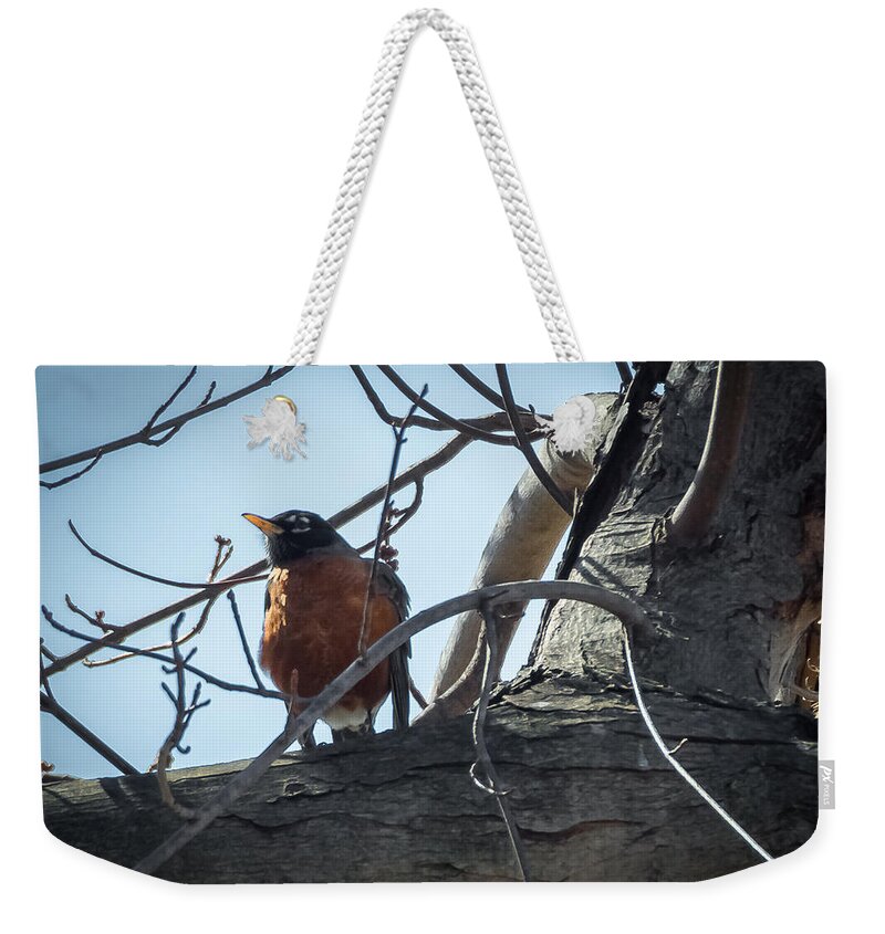 Robin Weekender Tote Bag featuring the photograph American Robin by Holden The Moment