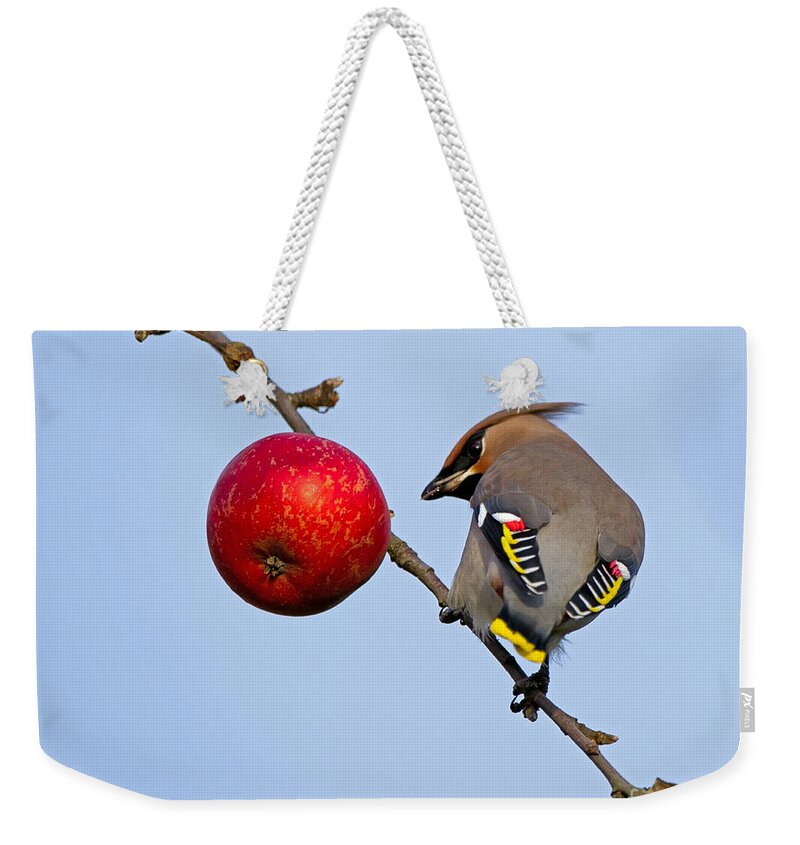 Waxwing Weekender Tote Bag featuring the photograph An apple a day... by Torbjorn Swenelius