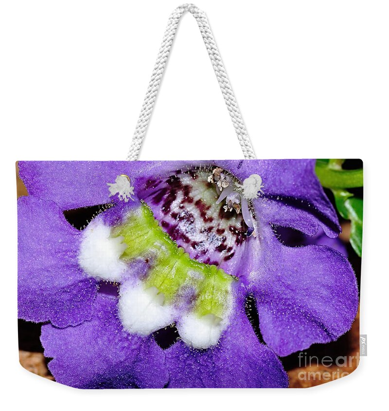 Photography Weekender Tote Bag featuring the photograph Angel Face Blue - with extra petals and 3 stamen by Kaye Menner