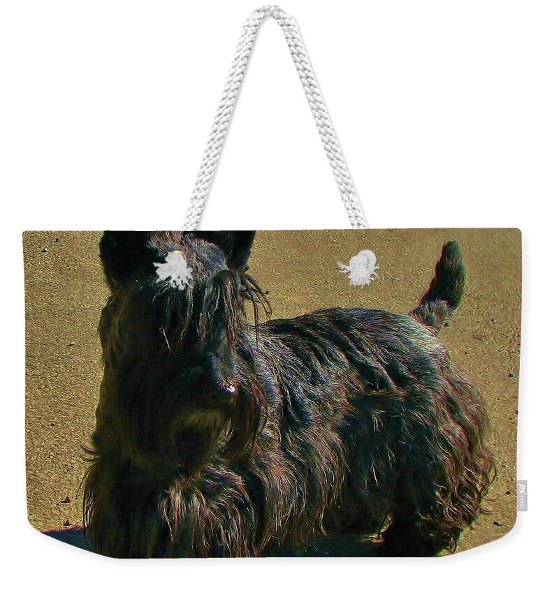 Scottish Terrier Weekender Tote Bag featuring the photograph Angus by Michele Penner