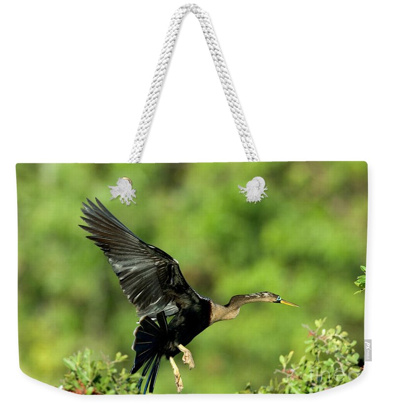 Darter Weekender Tote Bag featuring the photograph Anhinga Taking Off by Anthony Mercieca