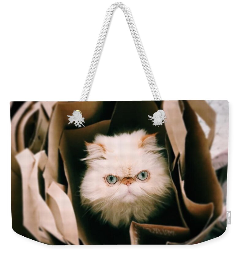Pets Weekender Tote Bag featuring the photograph Animal Eye Contact by Michael Lofenfeld Photography