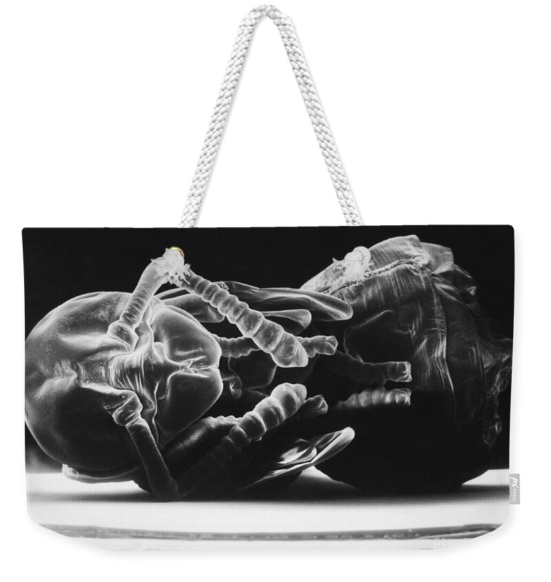 Ant Weekender Tote Bag featuring the photograph Ant Larva by David M. Phillips