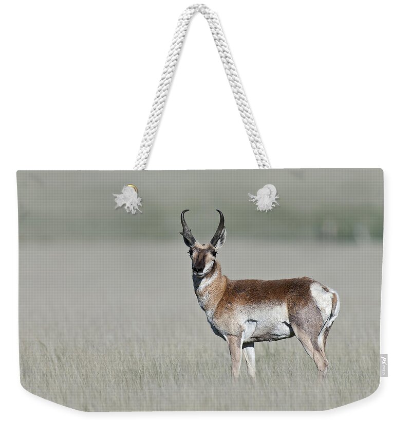 Antelope Buck Weekender Tote Bag featuring the photograph Antelope Buck by Gary Langley