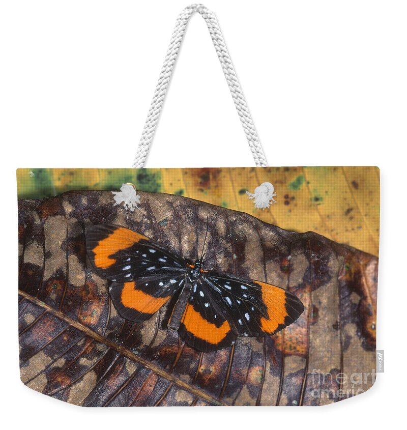 Antiochus Longwing Weekender Tote Bag featuring the photograph Antiochus Longwing by Art Wolfe