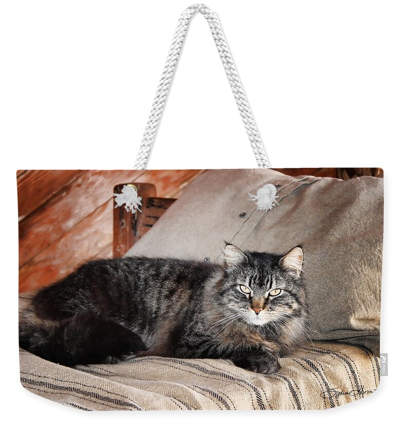 Kitty Weekender Tote Bag featuring the photograph Antiquity Kitty by Sylvia Thornton