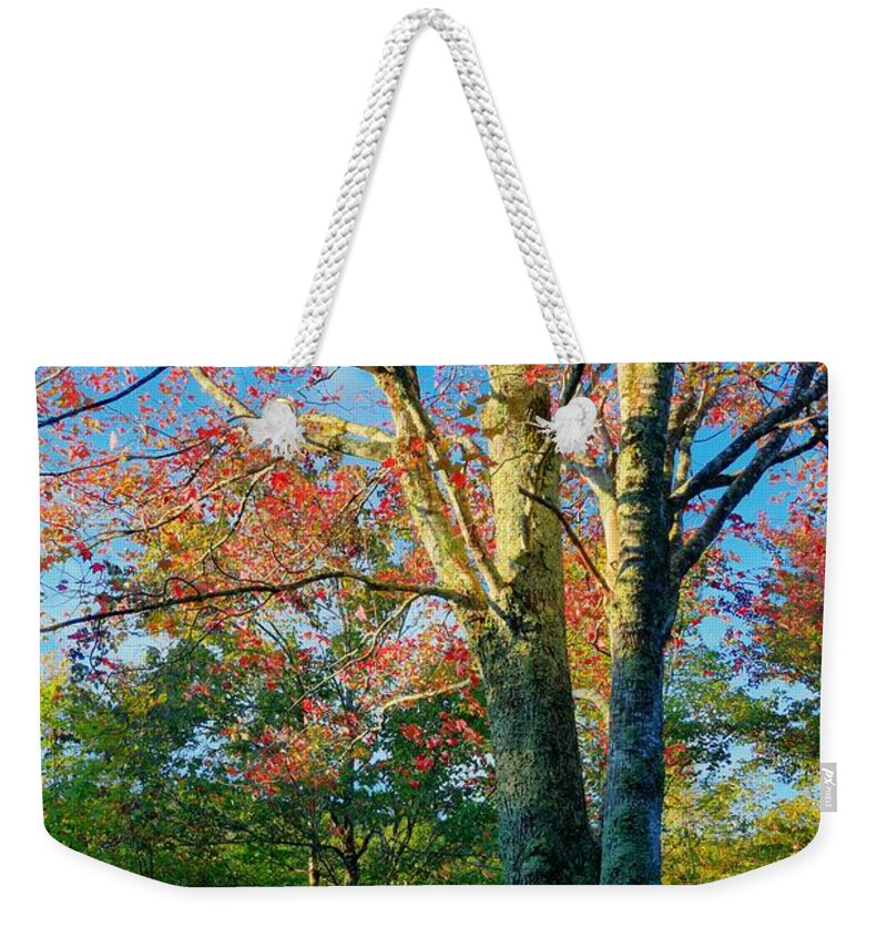 Carol R Montoya Weekender Tote Bag featuring the photograph Appalachian Fall Trees by Carol Montoya