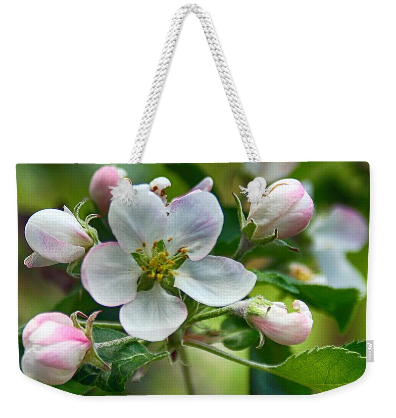 Apple Weekender Tote Bag featuring the photograph Apple Blossom and Buds by William Selander