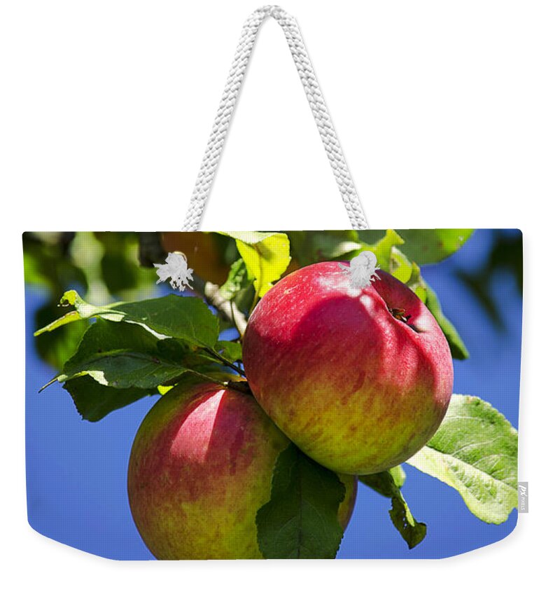 Apples Weekender Tote Bag featuring the photograph Apples on Tree by Christina Rollo