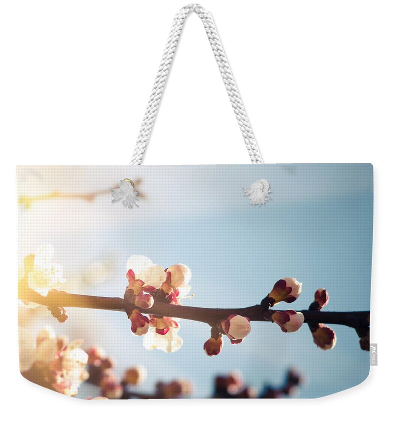 Apricot Weekender Tote Bag featuring the photograph Apricot Blossoms Flower On Wild Spring by Franckreporter