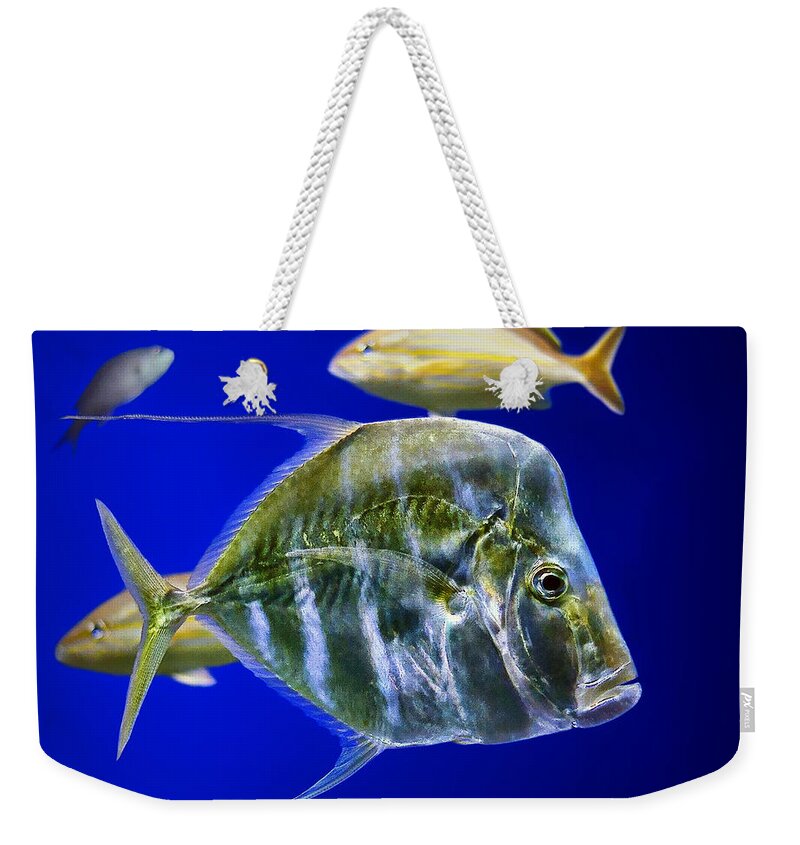 Fish Weekender Tote Bag featuring the photograph Aquarium Life by Nikolyn McDonald