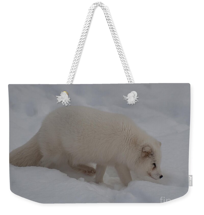 Arctic Fox Weekender Tote Bag featuring the photograph Arctic Fox by Bianca Nadeau