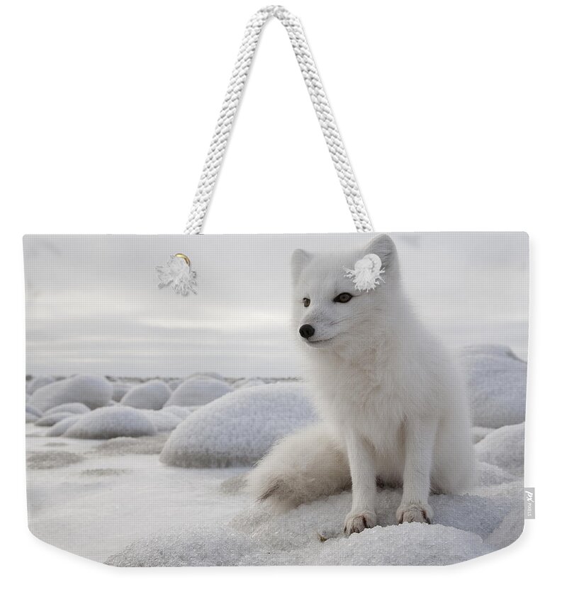 Feb0514 Weekender Tote Bag featuring the photograph Arctic Fox On Frozen Tundra Churchill by Matthias Breiter