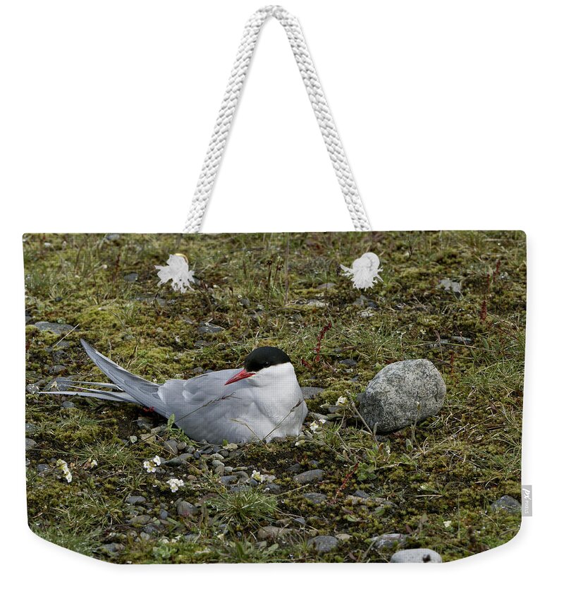  Arctic Tern Weekender Tote Bag featuring the photograph Arctic Tern Nesting by Brian Kamprath