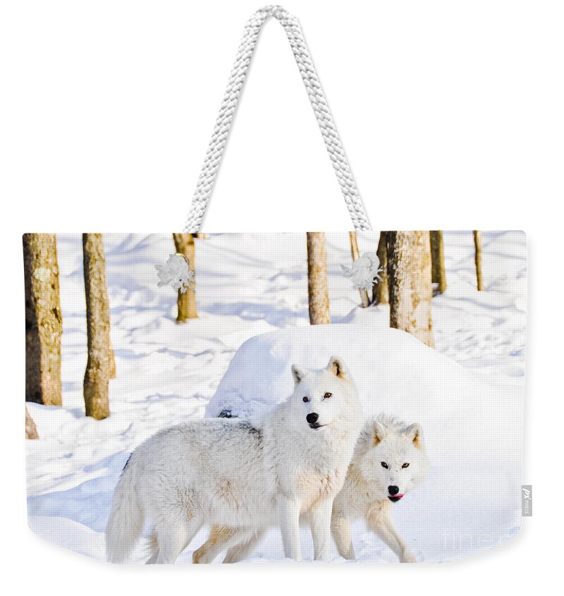 Arctic Wolves Weekender Tote Bag featuring the photograph Arctic Wolves by Cheryl Baxter