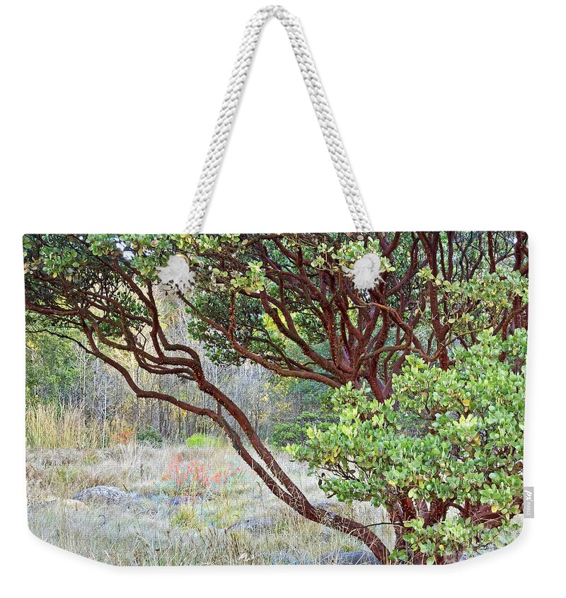 Kate Brown Weekender Tote Bag featuring the photograph Arctostaphylos hybrid by Kate Brown