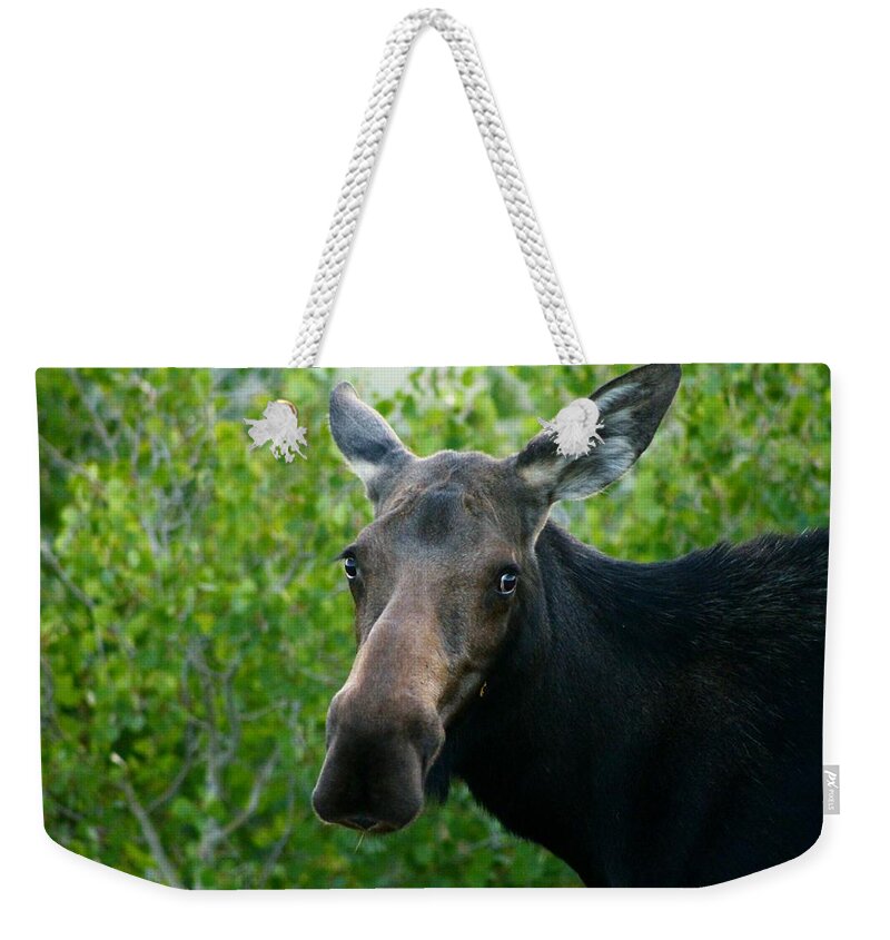 Moose Weekender Tote Bag featuring the photograph Are you looking at me by Catie Canetti