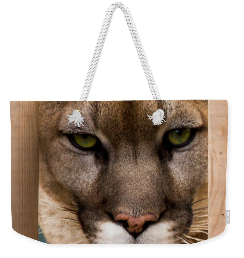 Cougar Weekender Tote Bag featuring the photograph Are You Looking at Me? by Michael J Samuels