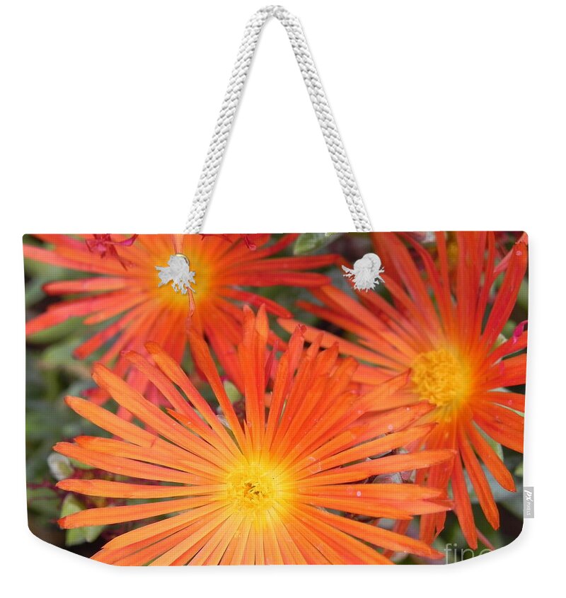 Photography Weekender Tote Bag featuring the photograph Arizona Cactus Flower by Chrisann Ellis