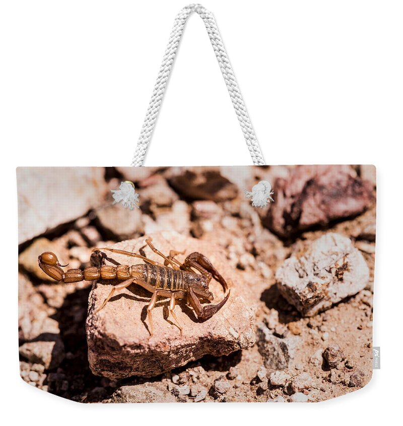 Northern Desert Hairy Scorpion Weekender Tote Bag featuring the photograph Arizona Desert Scropion by Onyonet Photo studios