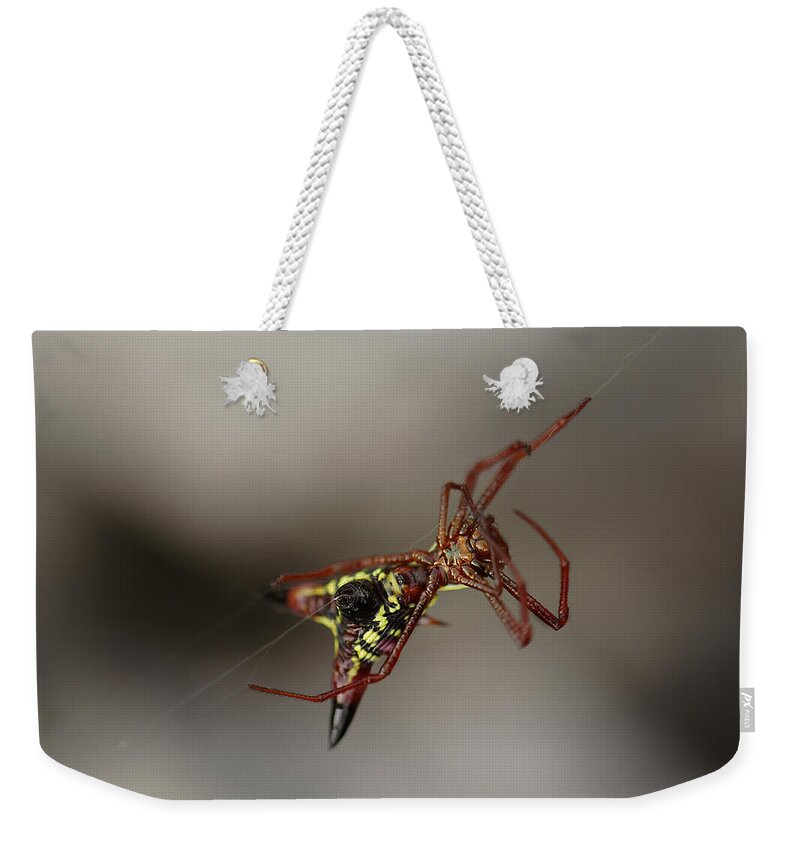 Arrow-shaped Micrathena Spider Starting A Web Weekender Tote Bag featuring the photograph Arrow-Shaped Micrathena Spider Starting A Web by Daniel Reed