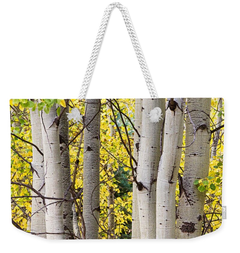 Aspen Weekender Tote Bag featuring the photograph Aspen Trees in Autumn Color Portrait View by James BO Insogna