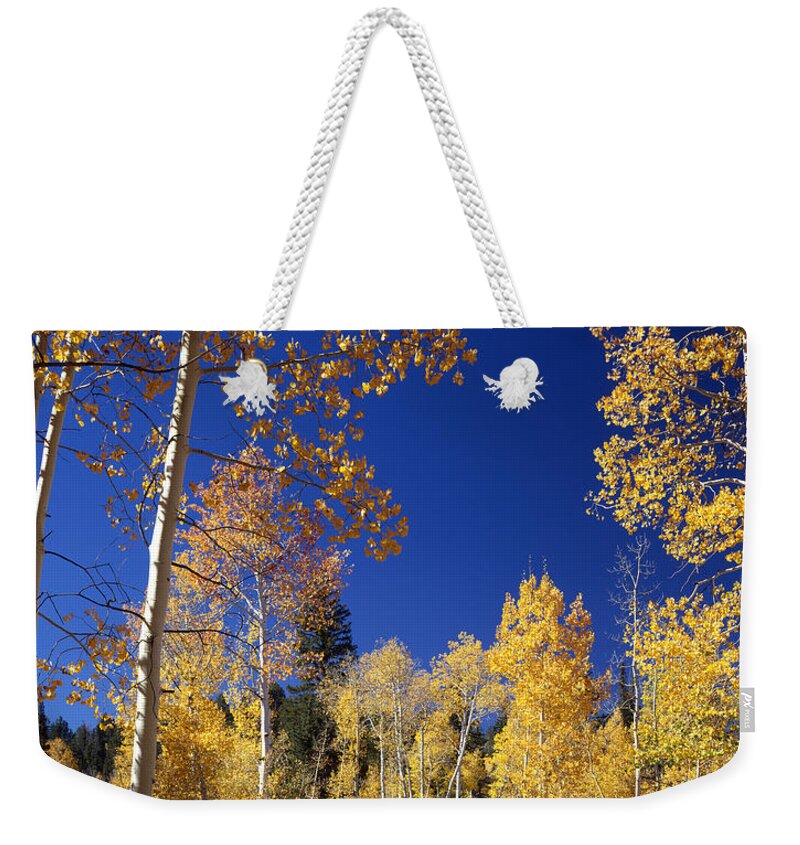 Aspens Weekender Tote Bag featuring the photograph Aspens in Fall - V by Ed Cooper Photography