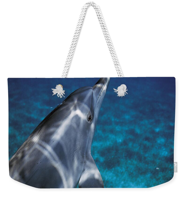 Feb0514 Weekender Tote Bag featuring the photograph Atlantic Spotted Dolphin Bahamas by Hiroya Minakuchi