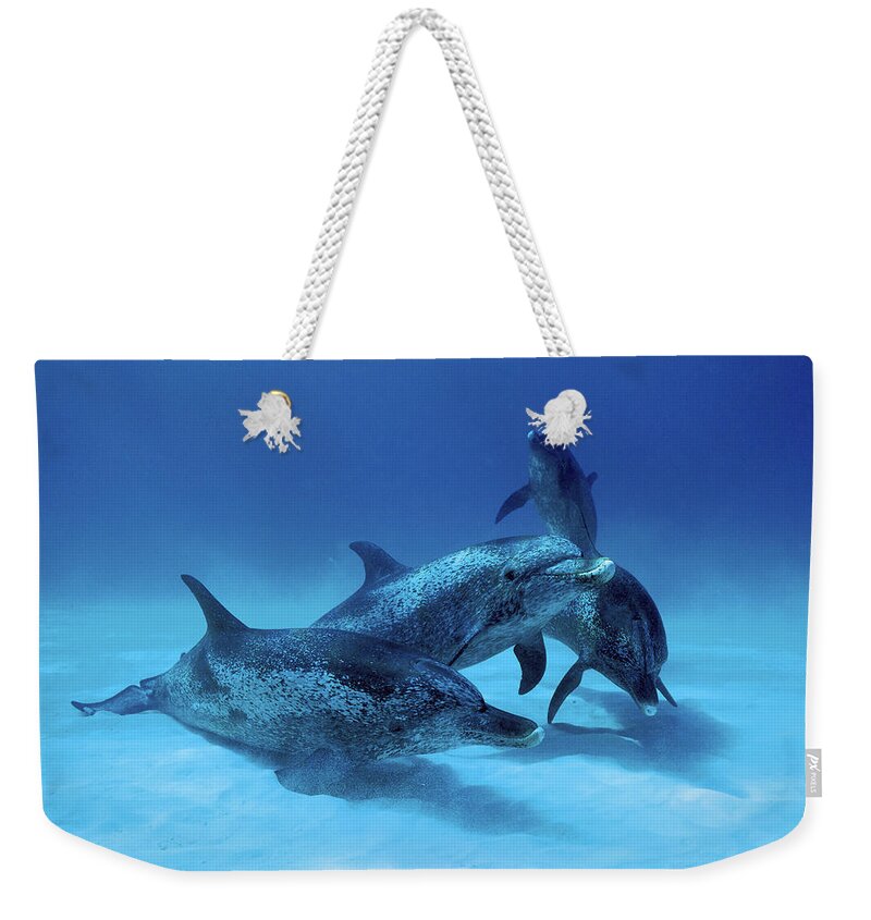 Feb0514 Weekender Tote Bag featuring the photograph Atlantic Spotted Dolphin Males Bahamas by Hiroya Minakuchi