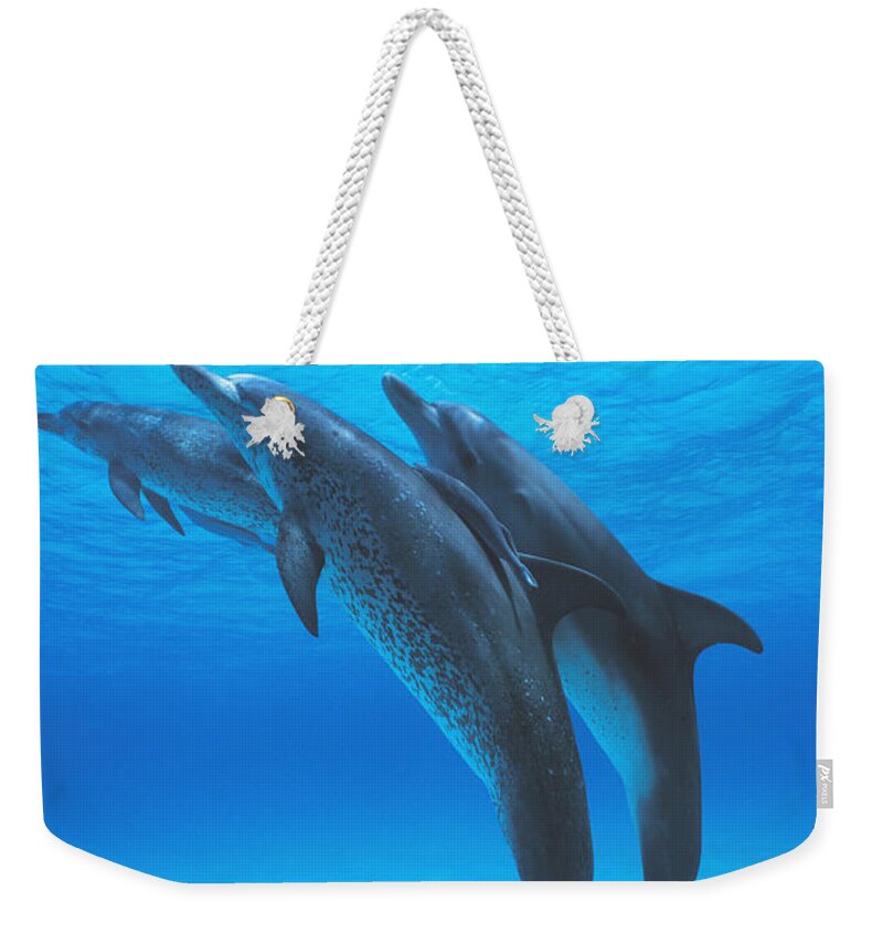 Feb0514 Weekender Tote Bag featuring the photograph Atlantic Spotted Dolphins With Remoras by Hiroya Minakuchi