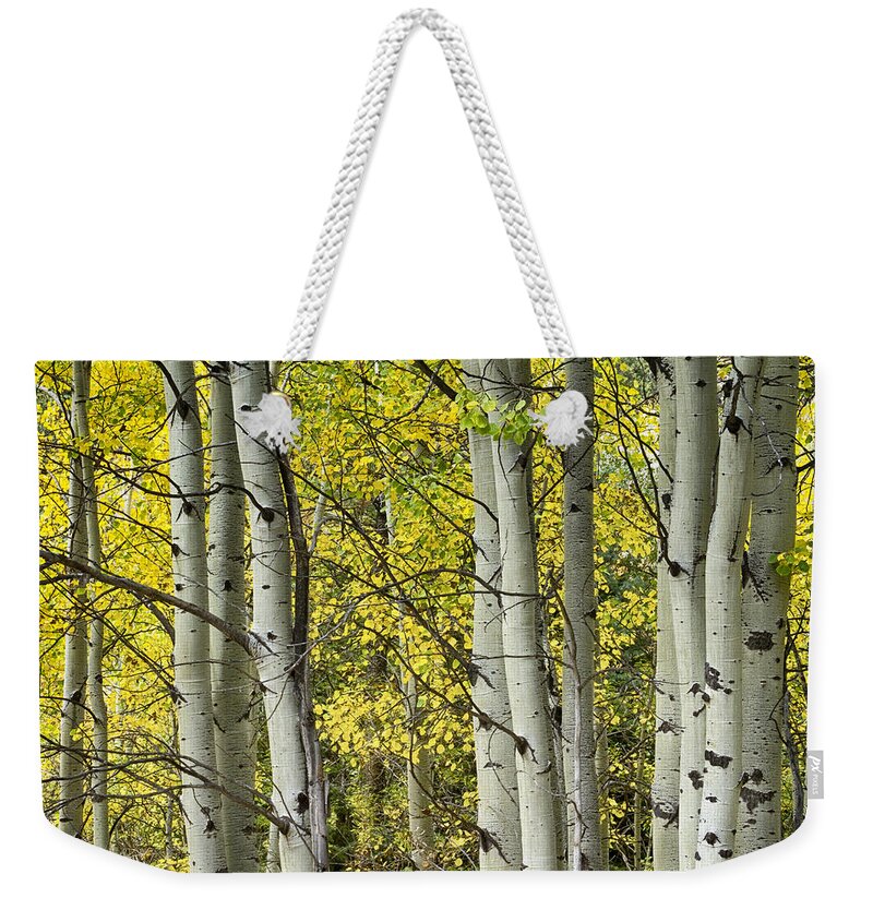 Autumn Weekender Tote Bag featuring the photograph Autumn Aspen Tree Trunks In Their Glory by James BO Insogna