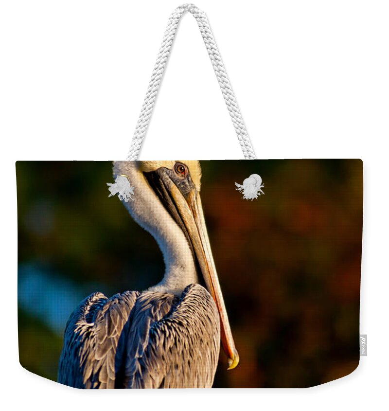 Brown Pelican Weekender Tote Bag featuring the photograph Autumn Brown Pelican by Joan McCool
