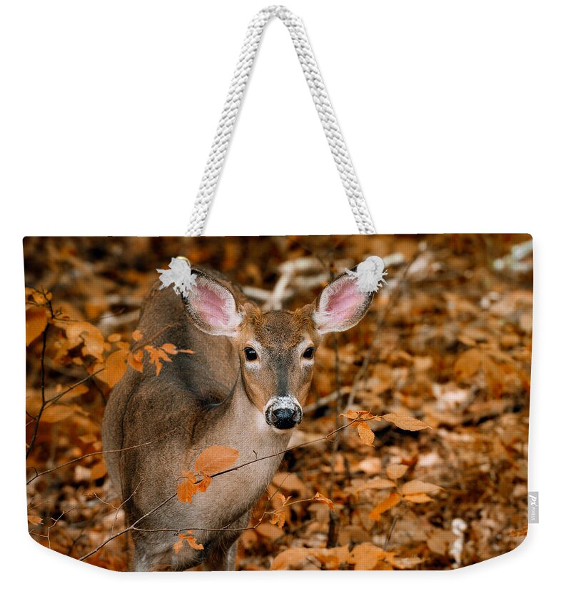 Canada Weekender Tote Bag featuring the photograph Autumn Buck by Tracy Munson