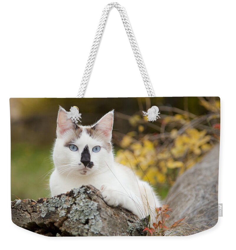 Autumn Weekender Tote Bag featuring the photograph Autumn Cat by Theresa Tahara