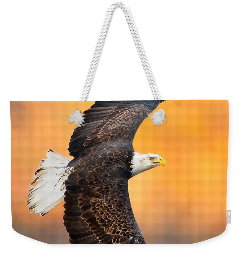 Eagle Photograph Weekender Tote Bag featuring the photograph Autumn Eagle by William Jobes