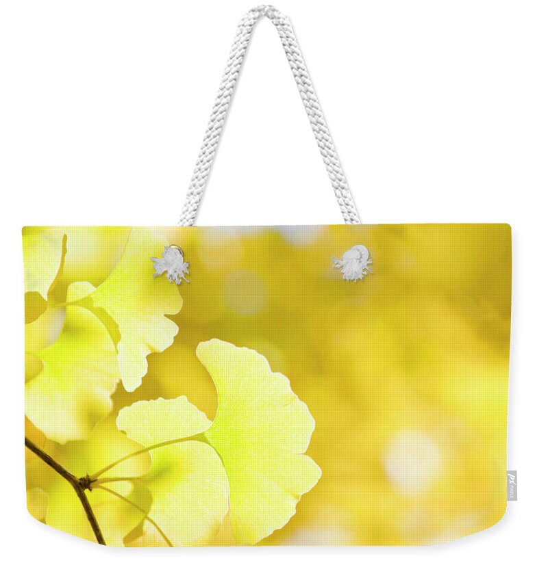 Ginkgo Tree Weekender Tote Bag featuring the photograph Autumn Ginkgo Leaves by Ooyoo