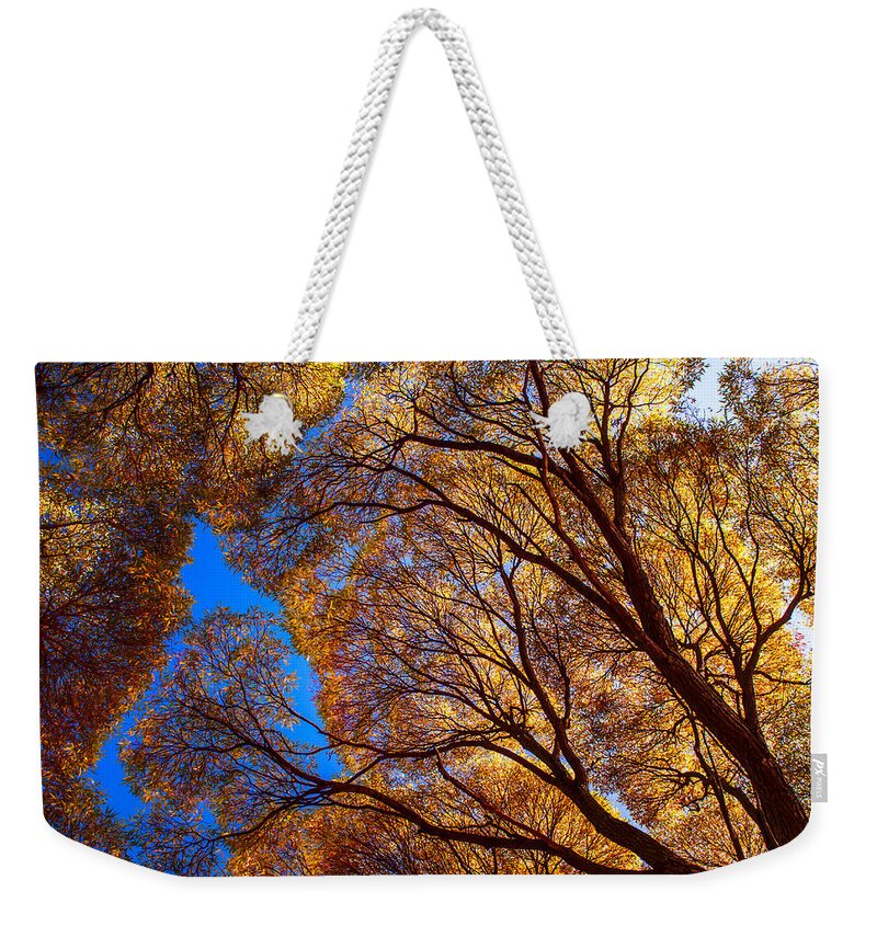 Trees Weekender Tote Bag featuring the photograph Autumn Glory by Jenny Rainbow