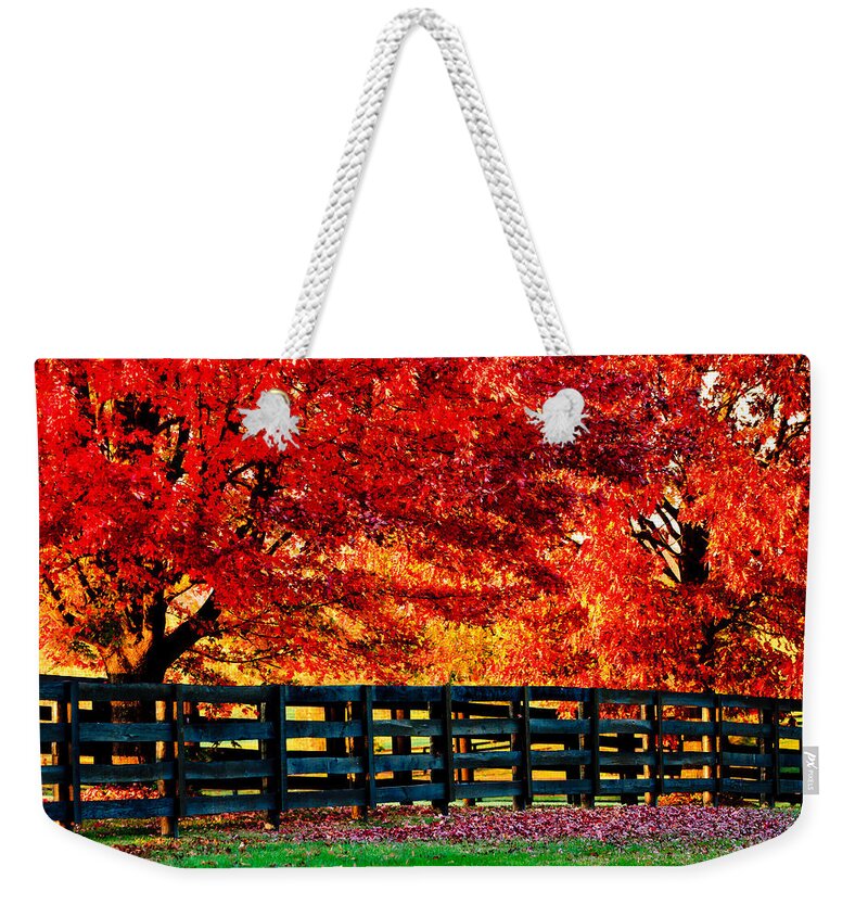 Kentucky Weekender Tote Bag featuring the photograph Autumn Kentucky Maples by Ben Graham