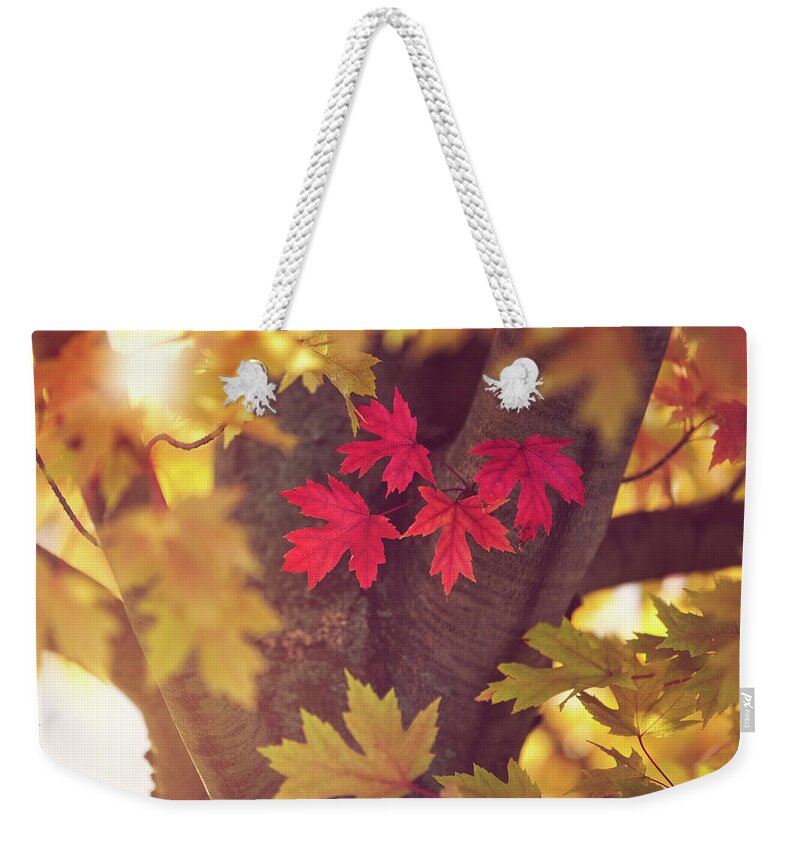 Tranquility Weekender Tote Bag featuring the photograph Autumn Leaves And Sunshine by Rebecca Nelson