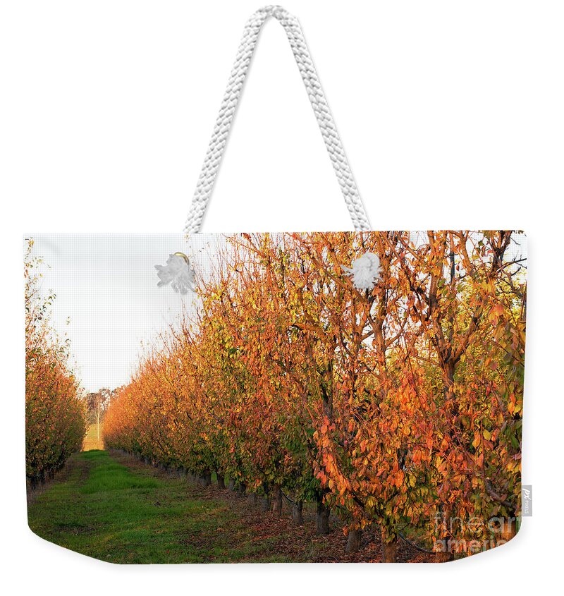 Autumn Weekender Tote Bag featuring the photograph Autumn Orchard by Rick Piper Photography